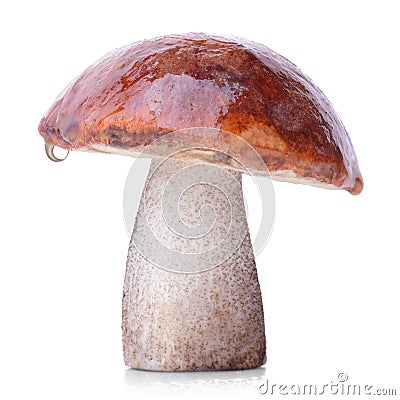 Brown cap boletus isolated on white background Stock Photo