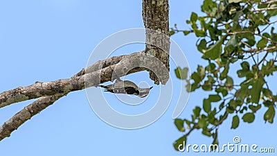 Brown-capped pygmy woodpecker hanging upside down pecking under the tree branch Stock Photo