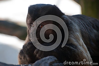 Brown Capuchin Stock Photo