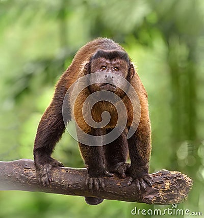 Brown capuchin monkey Stock Photo