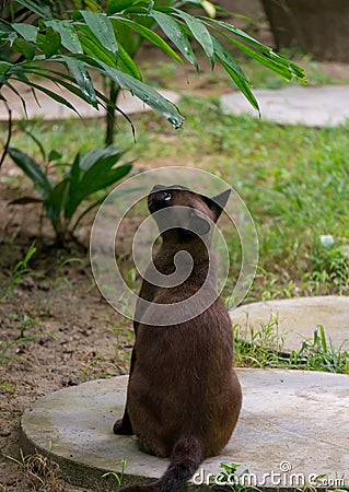 Brown cat looking at bird Stock Photo