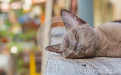 Brown cat lying on a wooden floor. Stock Photo