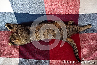 Brown cat with stained on sofa Stock Photo