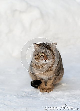 Brown cat on the white snow Stock Photo