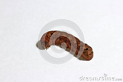 Brown caterpillar isolated on white background. the larva of a butterfly or moth. Stock Photo