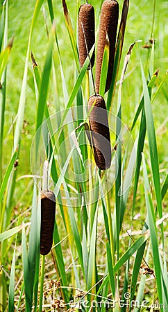 Brown cattails and green reeds against blurry green background Stock Photo