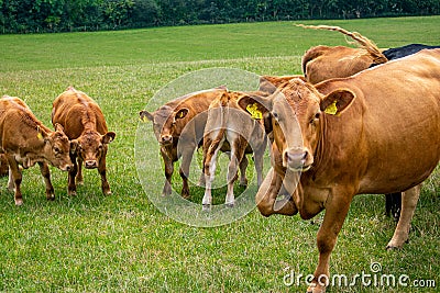 A brown cattle herd on grassland, group of cows and calfs roaming on the field, young cows and their moms, free range cattle being Editorial Stock Photo