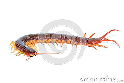 Brown centipede Stock Photo