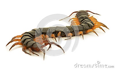 Brown centipede Stock Photo