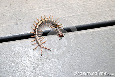 Brown centipede or stone centipede (Lithobius forficatus) on the floor : (pix Sanjiv Shukla) Stock Photo