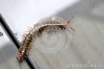 Brown centipede or stone centipede (Lithobius forficatus) on the floor : (pix Sanjiv Shukla) Stock Photo