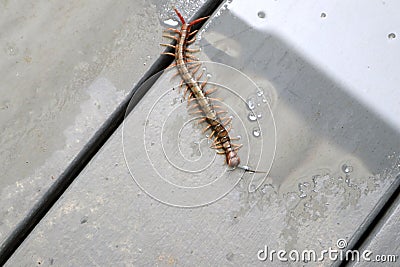 Brown centipede or stone centipede (Lithobius forficatus) on the floor : (pix Sanjiv Shukla) Stock Photo