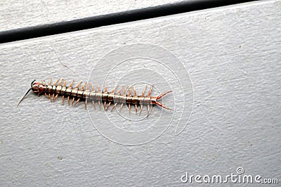 Brown centipede or stone centipede (Lithobius forficatus) on the floor : (pix Sanjiv Shukla) Stock Photo