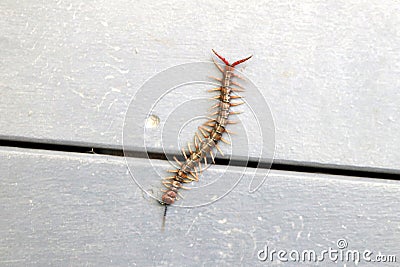 Brown centipede or stone centipede (Lithobius forficatus) on the floor : (pix Sanjiv Shukla) Stock Photo