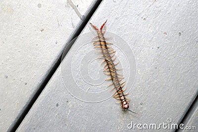 Brown centipede or stone centipede (Lithobius forficatus) on the floor : (pix Sanjiv Shukla) Stock Photo