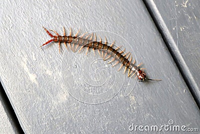 Brown centipede or stone centipede (Lithobius forficatus) on the floor : (pix Sanjiv Shukla) Stock Photo