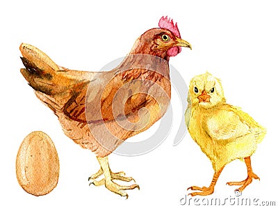 Brown chicken, cute chick and egg, isolated on white, watercolor illustration Cartoon Illustration