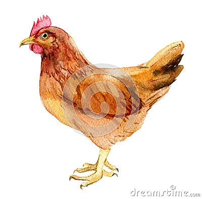 Brown chicken with egg isolated on white, watercolor illustration Cartoon Illustration