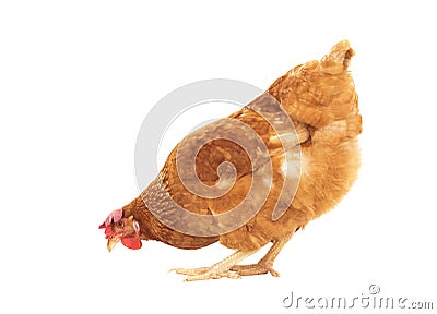 Brown chicken feeding isolated white background Stock Photo