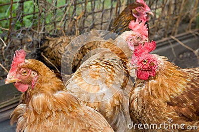 Brown chickens Stock Photo