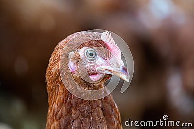 Brown chickens, hens in farm. Stock Photo
