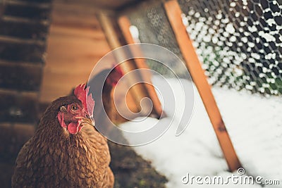 Brown chickens in home made chicken coup at the rural backyard, Stock Photo