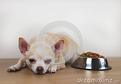 brown Chihuahua dog lying down by the bowl of dog food and ignoring it. Stock Photo