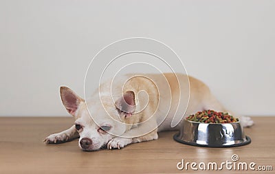 brown Chihuahua dog lying down by the bowl of dog food and ignoring it Stock Photo