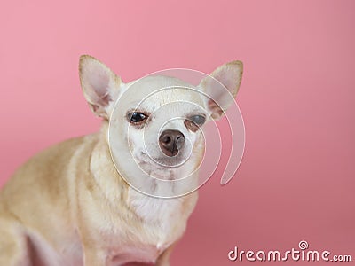 brown Chihuahua dog sitting on pink background, squinting his eye. Pet emotional concept Stock Photo