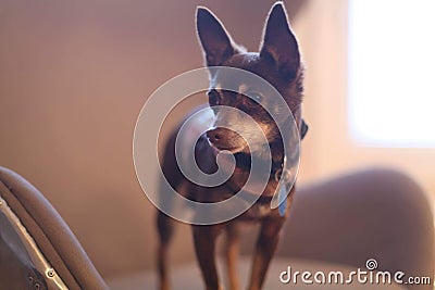 Brown Chihuahua Stock Photo