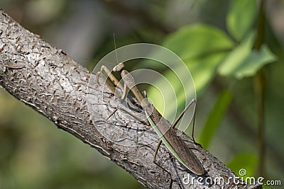 A Brown Chinese Preying Mantis Sitting On A Branch Stock Photo