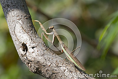 A Brown Chinese Preying Mantis Walking Up A Branch Stock Photo