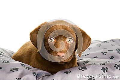 Brown chocolate labrador puppy on a grey pillow Stock Photo