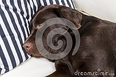 Brown chocolate labrador retriever dog is sleeping on sofa with pillow. Sleeping on the couch. Young cute adorable tired labrador Stock Photo