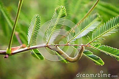 Brown chrysalid on the branche of mimosa pudica Stock Photo