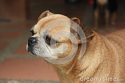 Brown chug dog. Stock Photo