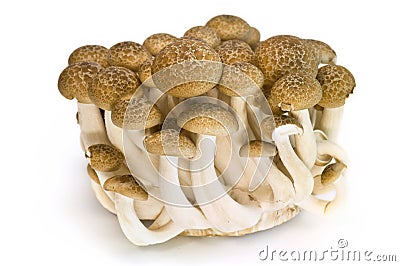 Brown Clamshell Stock Photo