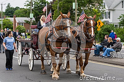 Brown Clydesdale horses pull wagon at parade in USA Editorial Stock Photo