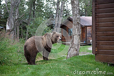 Brown Coastal Bear Stock Photo