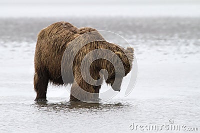 Brown Coastal Bear Hunting for Clams in Shallow Water Stock Photo