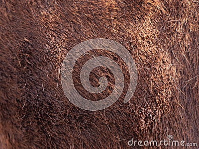 Brown coat on the shoulders and ribs of horse Stock Photo