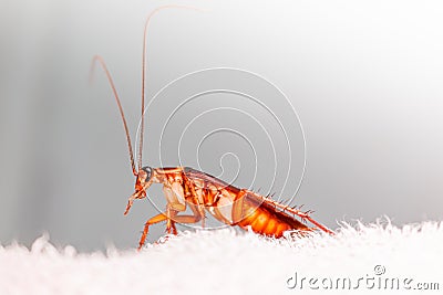 Brown Cockroach Stock Photo