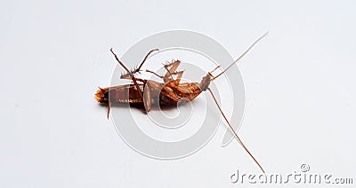 brown cockroach ( kecoa ) isolated in white background Stock Photo