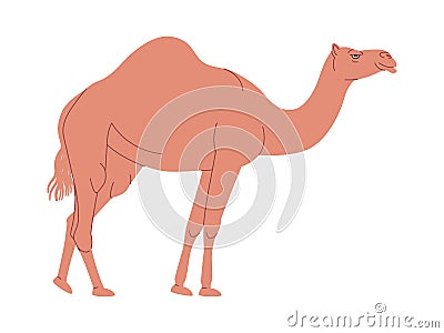 brown color camel have one hump wild nature animal desert transportation journey Vector Illustration