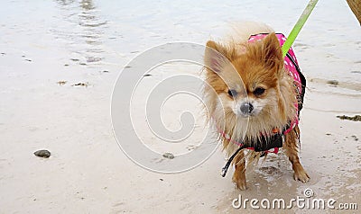 Brown color fluffy Pomeranian wearing pink Life jacket on the beach Stock Photo