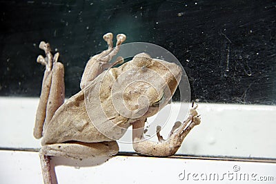 Brown color of Golden tree frog climb on the glass with white aluminum door. Stock Photo