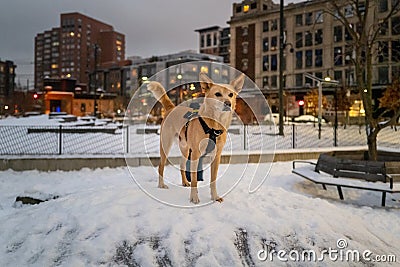 Brown colored dog in a snow covered dog park standing attention Stock Photo