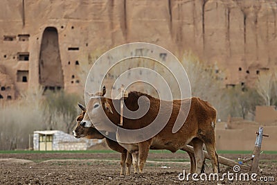 Brown-colored oxen standing in front of a rocky outcrop. Stock Photo