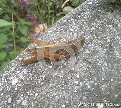 A grasshopper seated on a grunge wall Stock Photo