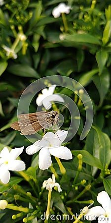 Brown coloured Skipper hesperiidae lepidopteran moth sitting on a jasmine flower Stock Photo